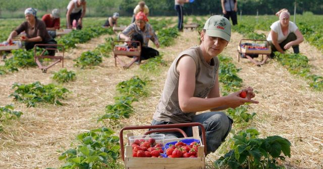 В Эстонии предложили ускорить порядок выдачи виз украинцам для работы на полях