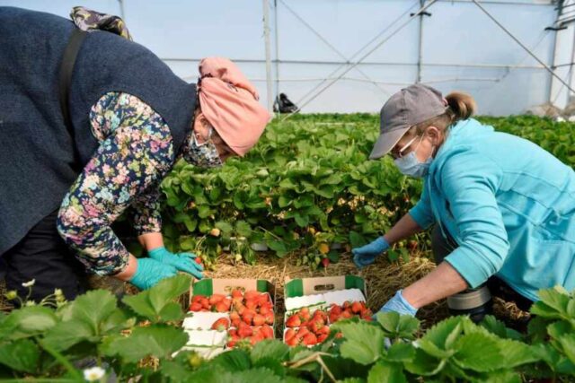 Заробитчан обвинили в «убийстве» украинской экономики