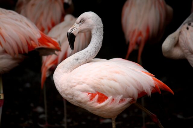 НАБУ начало расследование в отношении производителя ракет «Фламинго»