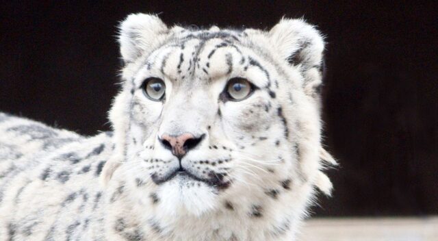 Россия присоединится к Международному альянсу больших кошек – Ушаков